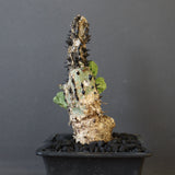 A.アクレアータ 48