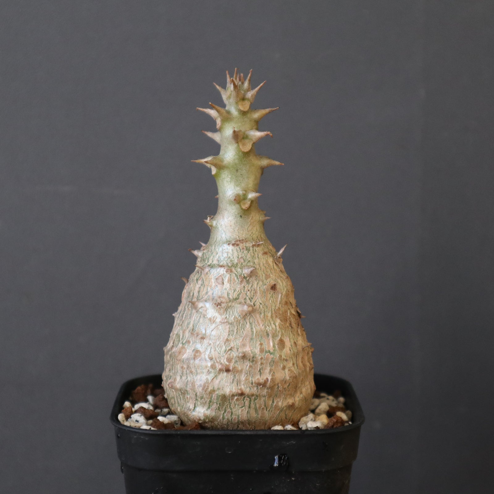 P.ウィンゾリー Mサイズ（実生）45 ※未発根株 – TaiShoDo ONLINE SHOP