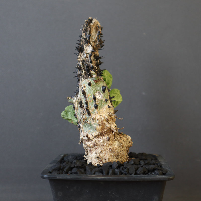 A.アクレアータ 48