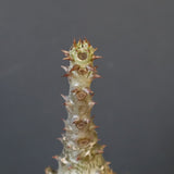 P.ウィンゾリー（実生）265