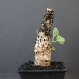 A.アクレアータ 48