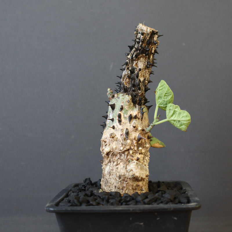 A.アクレアータ 48