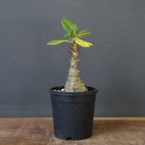 P.ウィンゾリー（実生）331