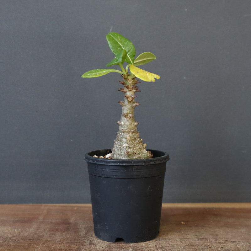 P.ウィンゾリー（実生）331