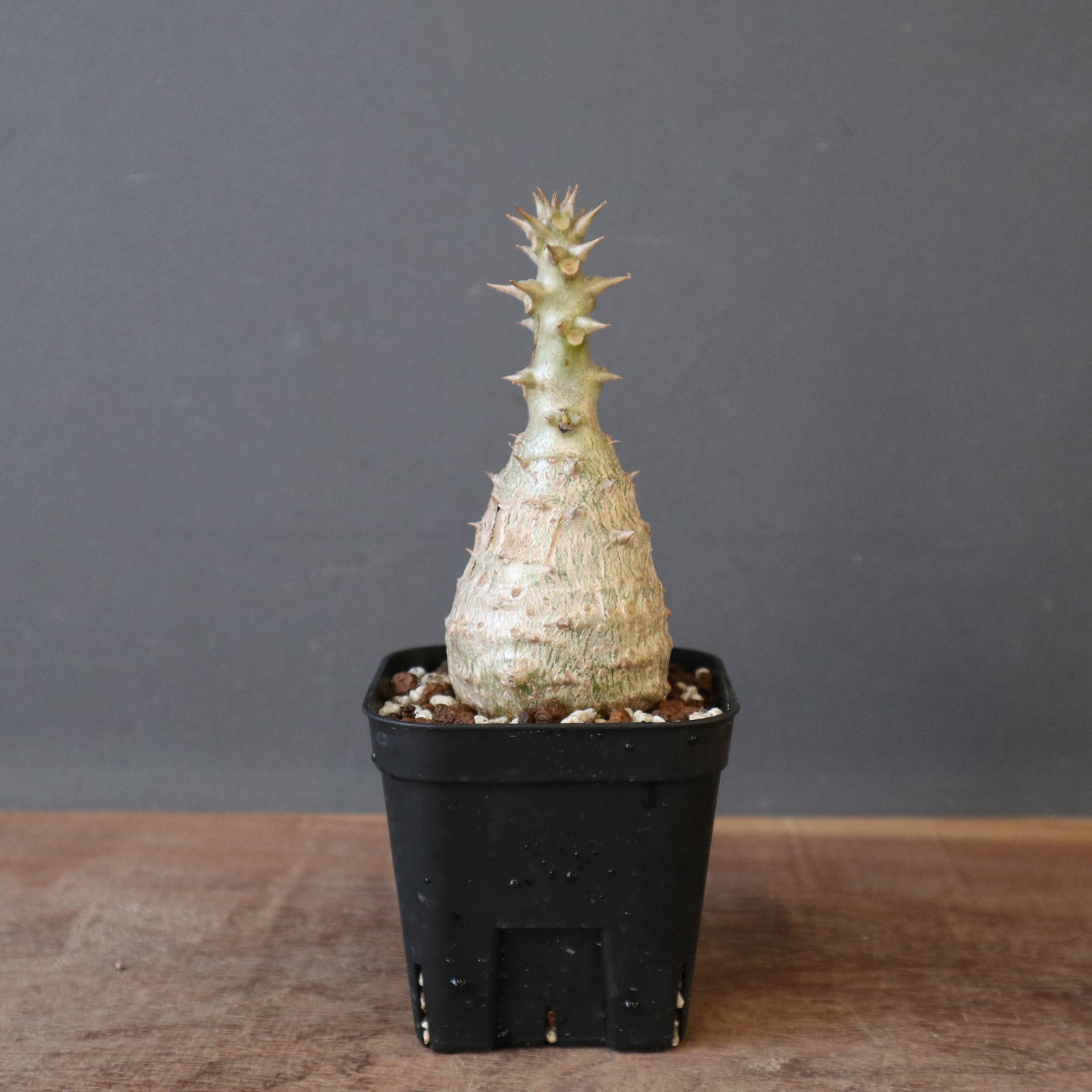 P.ウィンゾリー Mサイズ（実生）45 ※未発根株 – TaiShoDo ONLINE SHOP