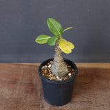 P.ウィンゾリー（実生）331