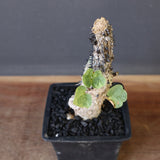 A.アクレアータ 48