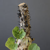 A.アクレアータ 48