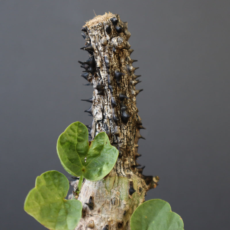 A.アクレアータ 48