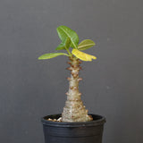 P.ウィンゾリー（実生）331