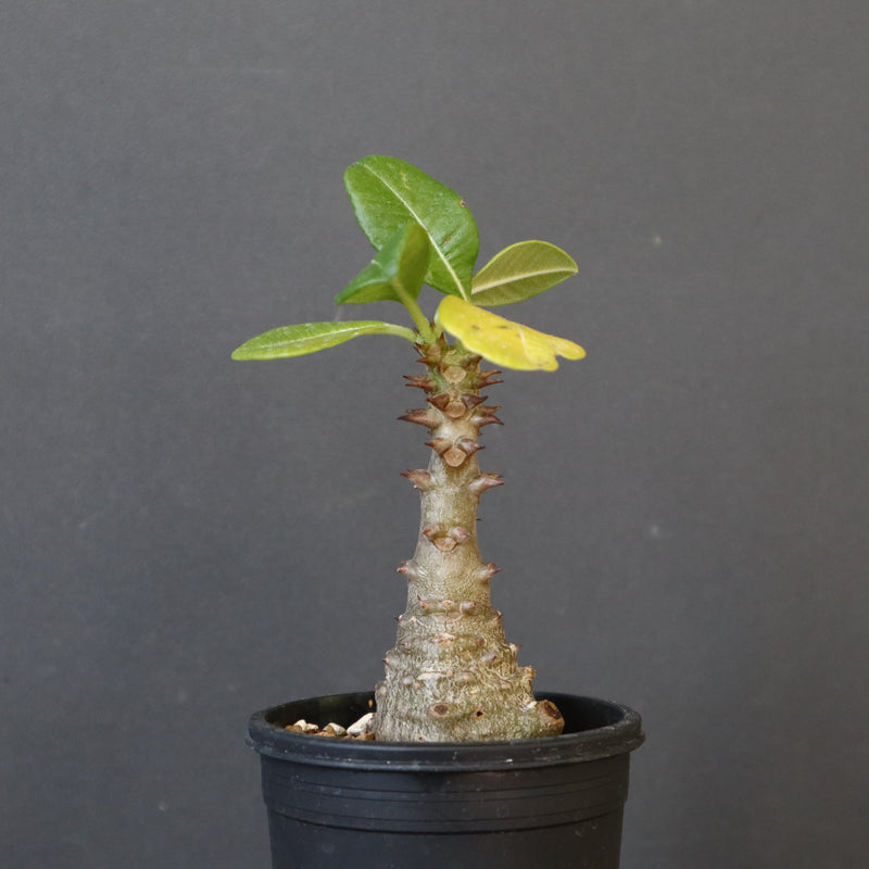 P.ウィンゾリー（実生）331