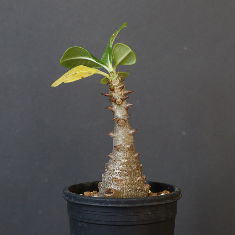 P.ウィンゾリー（実生）331