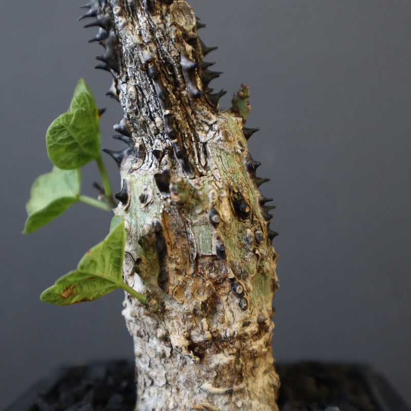 A.アクレアータ 48