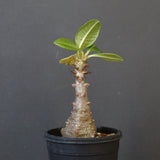 P.ウィンゾリー（実生）331