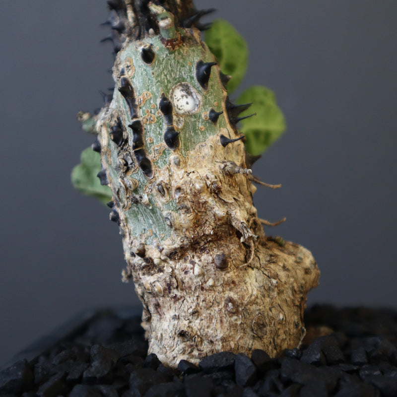 A.アクレアータ 48