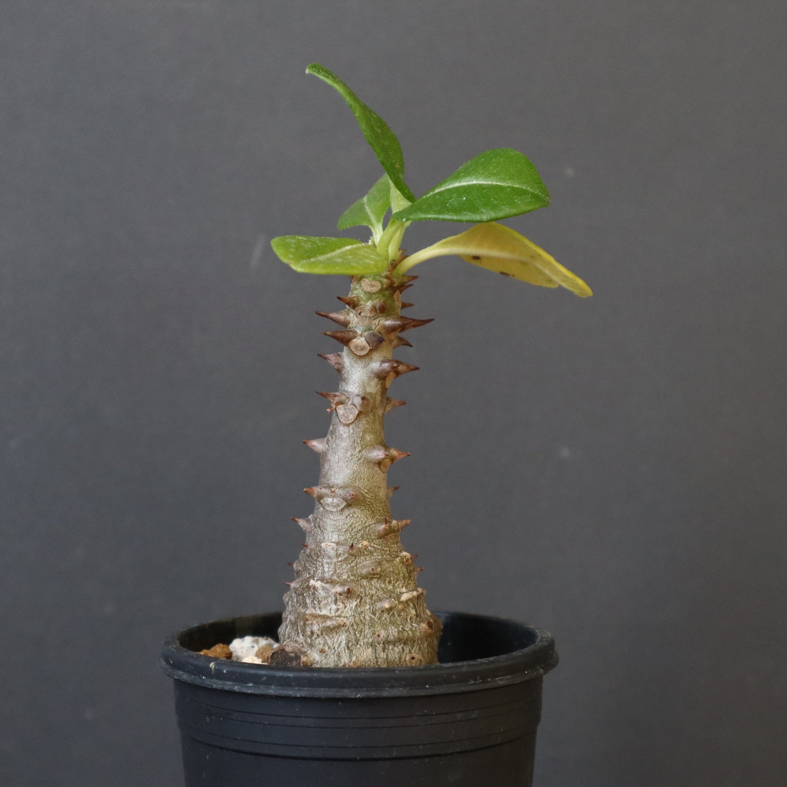 P.ウィンゾリー（実生）331 – TaiShoDo ONLINE SHOP