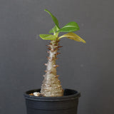 P.ウィンゾリー（実生）331