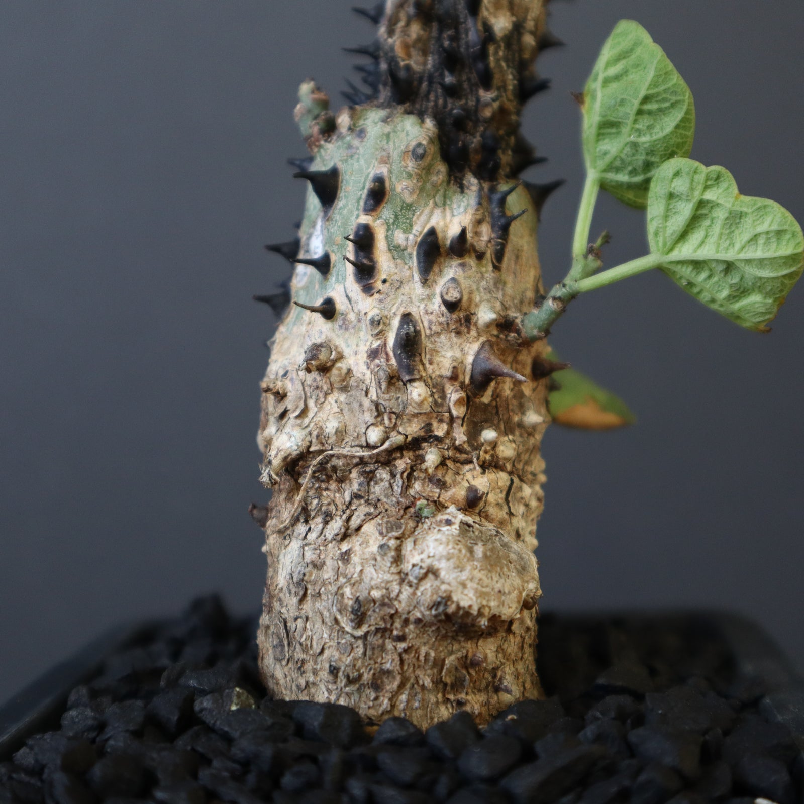 A.アクレアータ 48 – TaiShoDo ONLINE SHOP