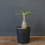 P.ウィンゾリー（実生）194