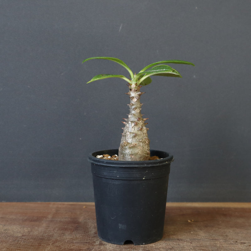 P.ウィンゾリー（実生）194