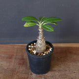 P.ウィンゾリー（実生）194