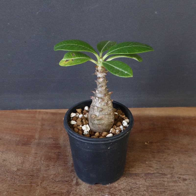 P.ウィンゾリー（実生）194