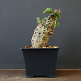 A.アクレアータ 47