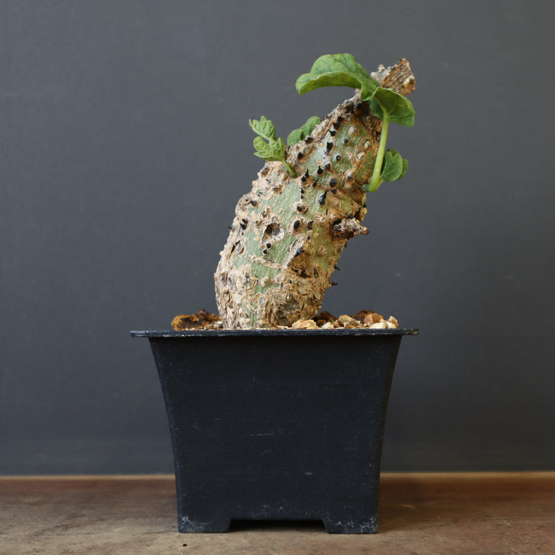 A.アクレアータ 47