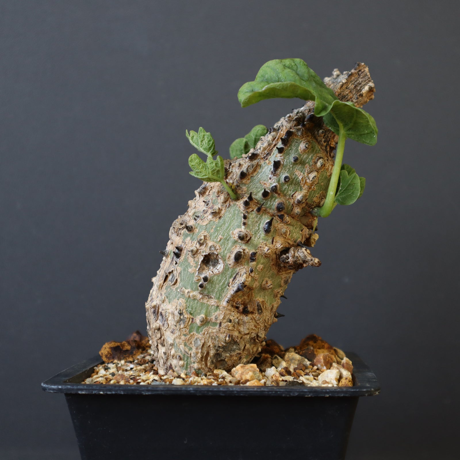 A.アクレアータ 47 – TaiShoDo ONLINE SHOP