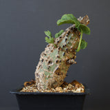 A.アクレアータ 47