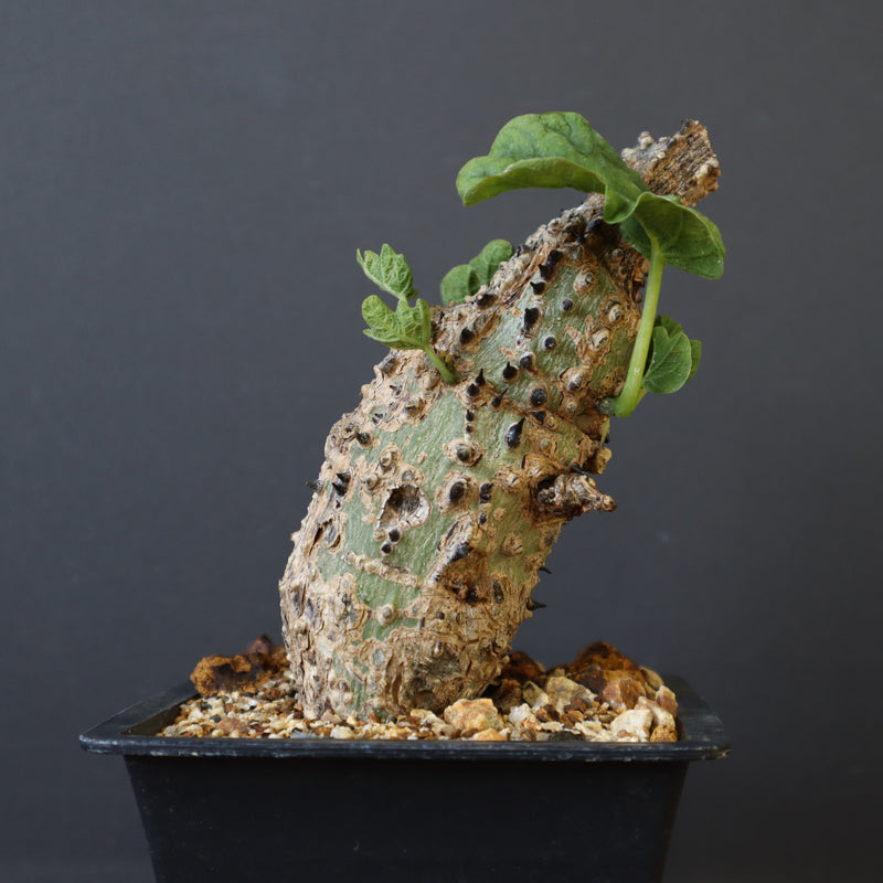 A.アクレアータ 47