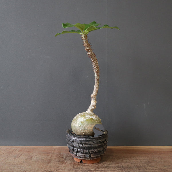 塊根植物 – TaiShoDo ONLINE SHOP