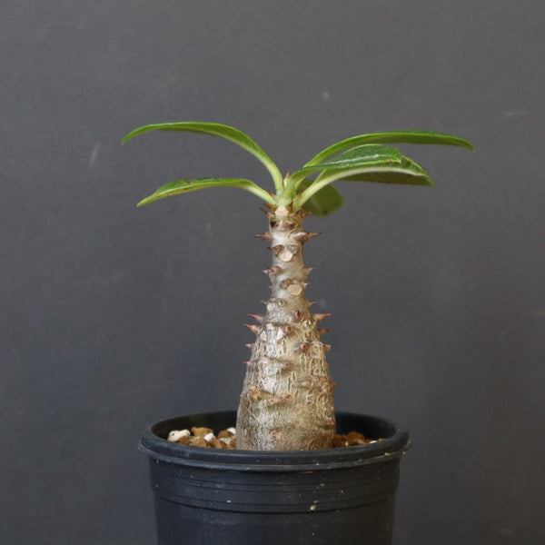 P.ウィンゾリー（実生）194