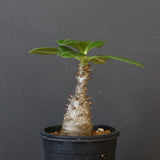 P.ウィンゾリー（実生）194