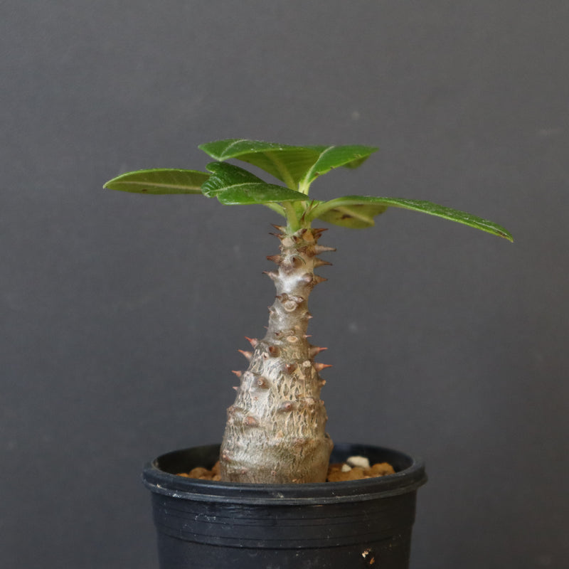 P.ウィンゾリー（実生）194