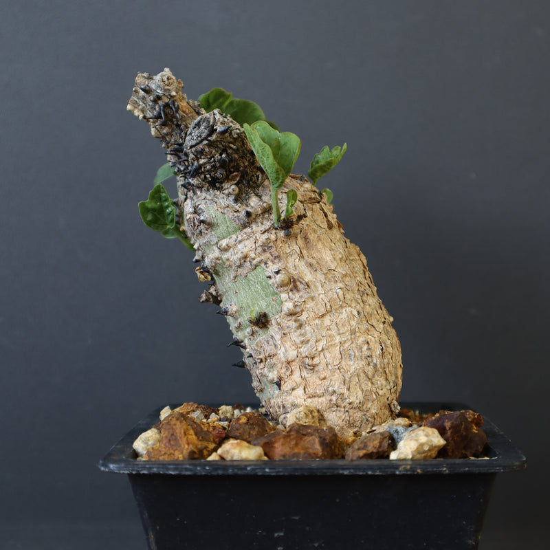 A.アクレアータ 47