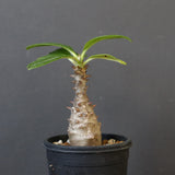 P.ウィンゾリー（実生）194