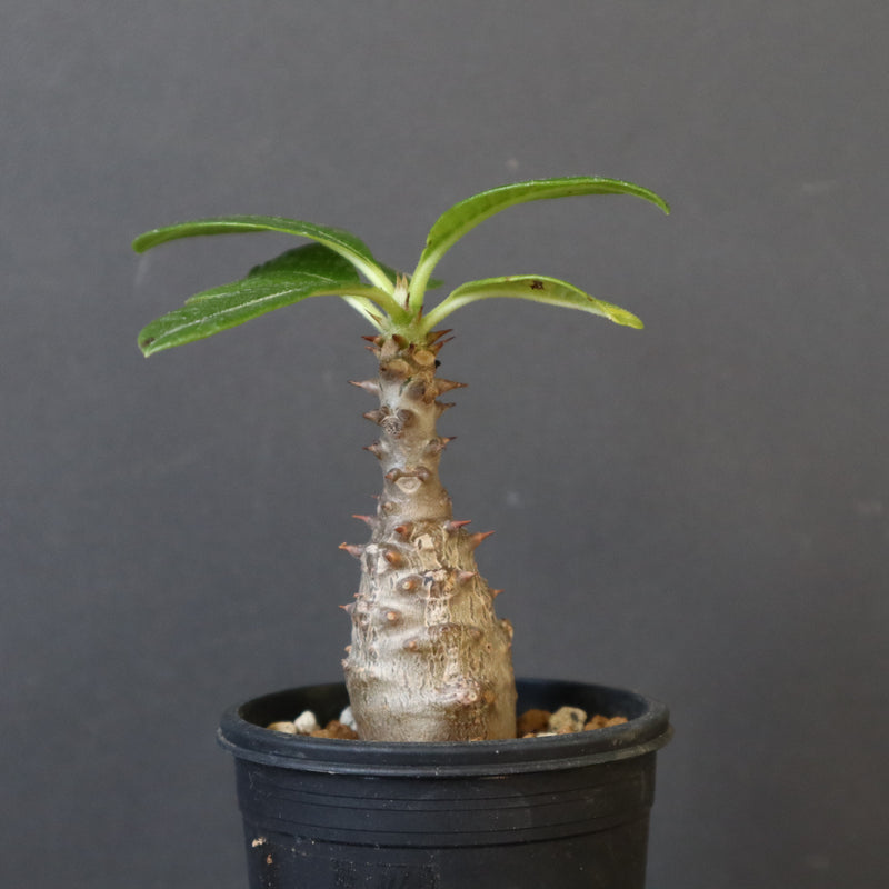 P.ウィンゾリー（実生）194