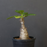 P.ウィンゾリー（実生）194