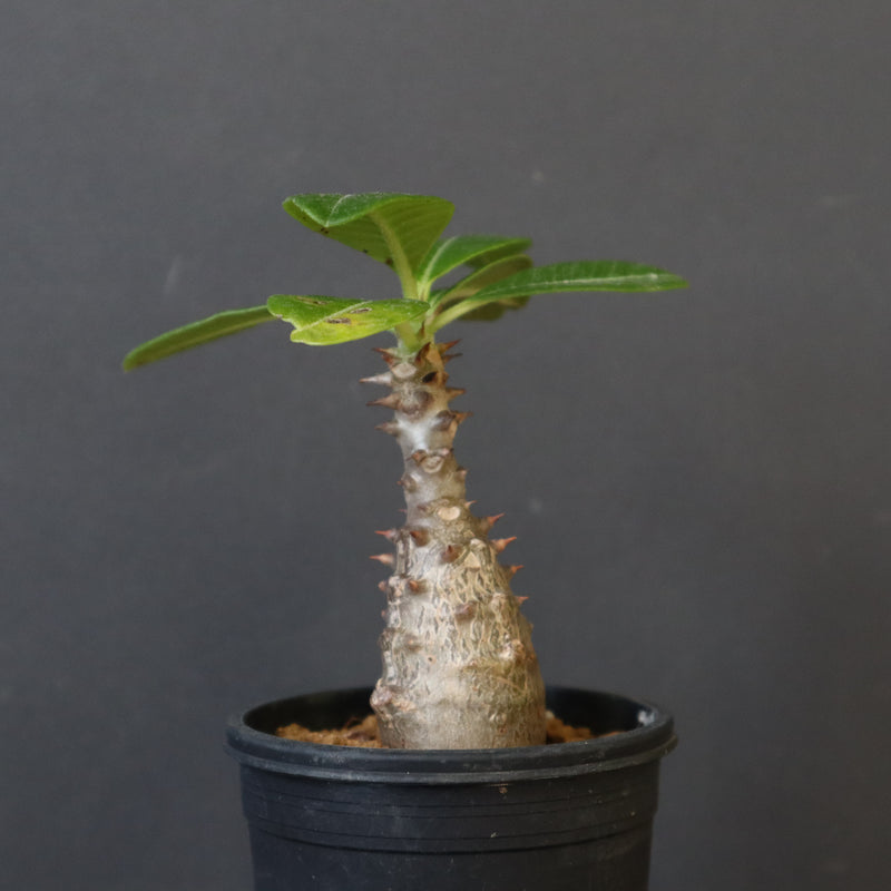 P.ウィンゾリー（実生）194