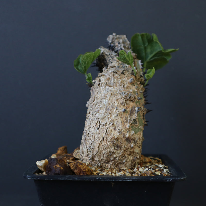 A.アクレアータ 47