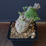 A.アクレアータ 47