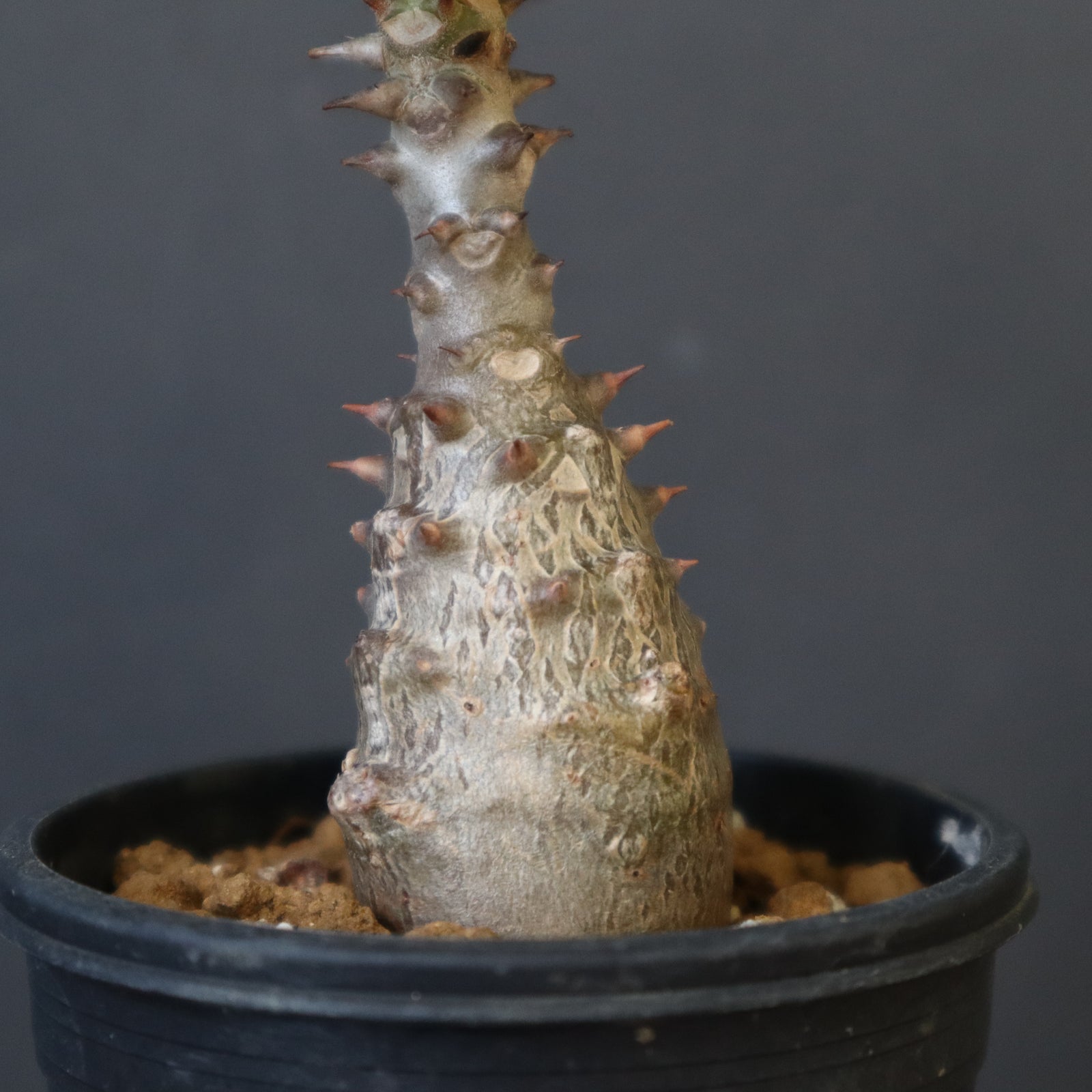 P.ウィンゾリー（実生）194 – TaiShoDo ONLINE SHOP