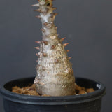 P.ウィンゾリー（実生）194