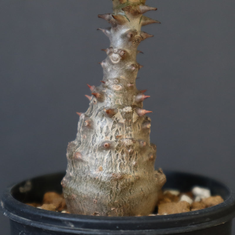 P.ウィンゾリー（実生）194