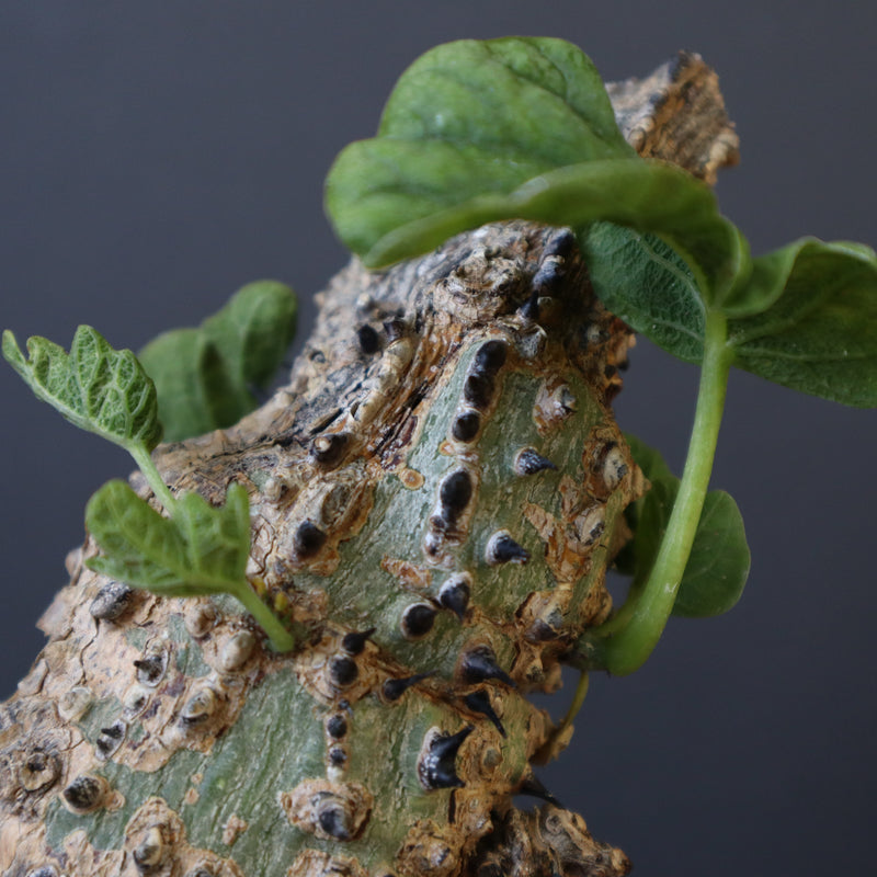 A.アクレアータ 47