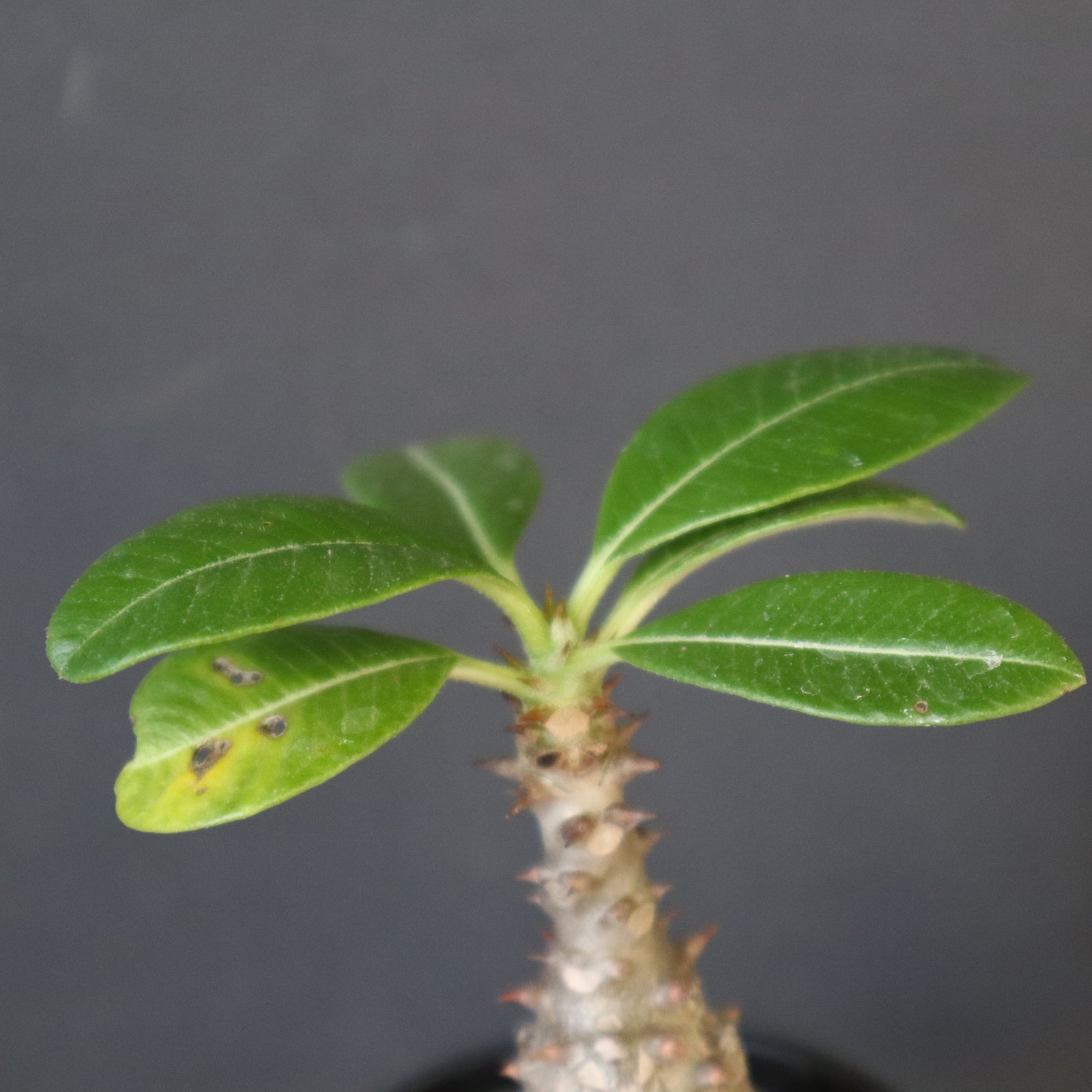 P.ウィンゾリー（実生）194 – TaiShoDo ONLINE SHOP