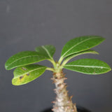 P.ウィンゾリー（実生）194