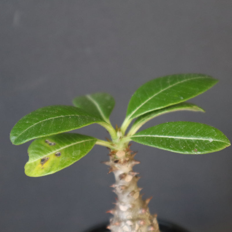 P.ウィンゾリー（実生）194