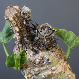 A.アクレアータ 47